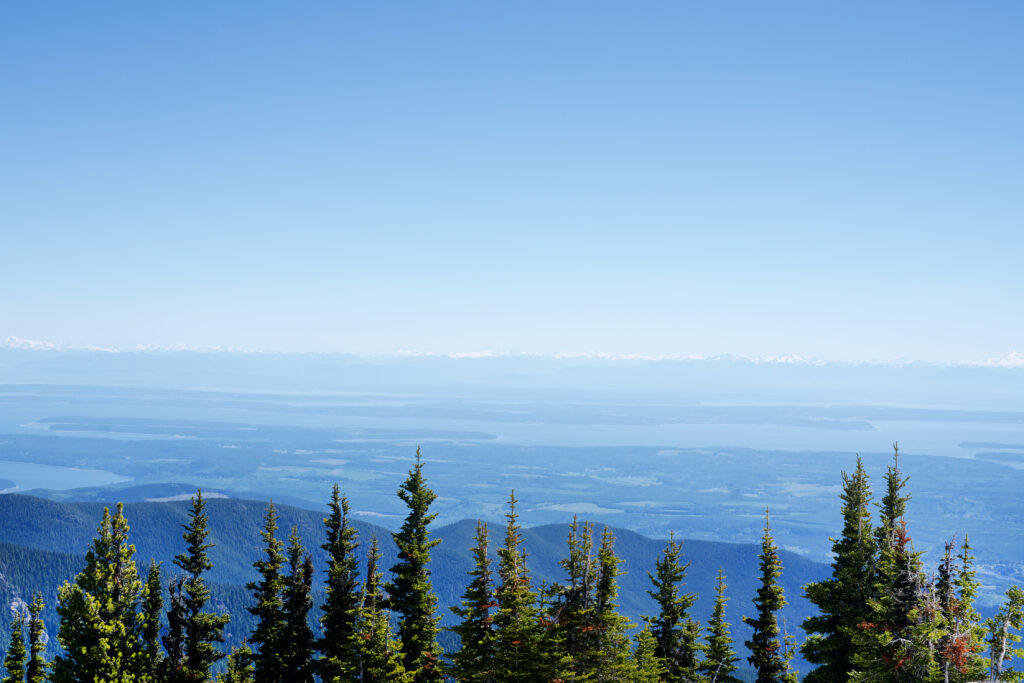 mt trees